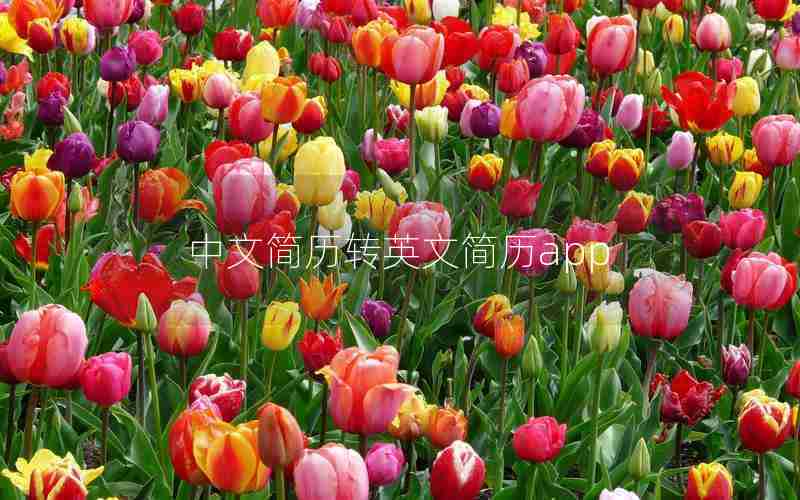 中文简历转英文简历app 中文简历转英文简历app