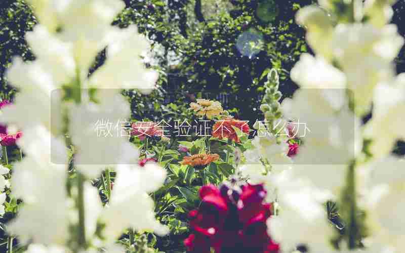 微信安全验证不了怎么办 微信安全验证不了怎么办