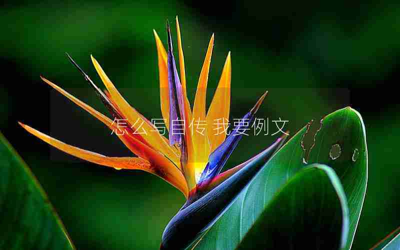 怎么写自传 我要例文