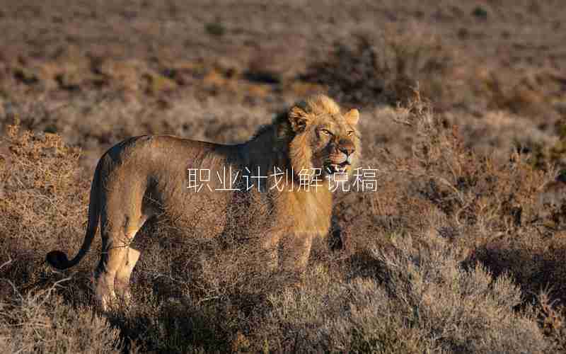 职业计划解说稿