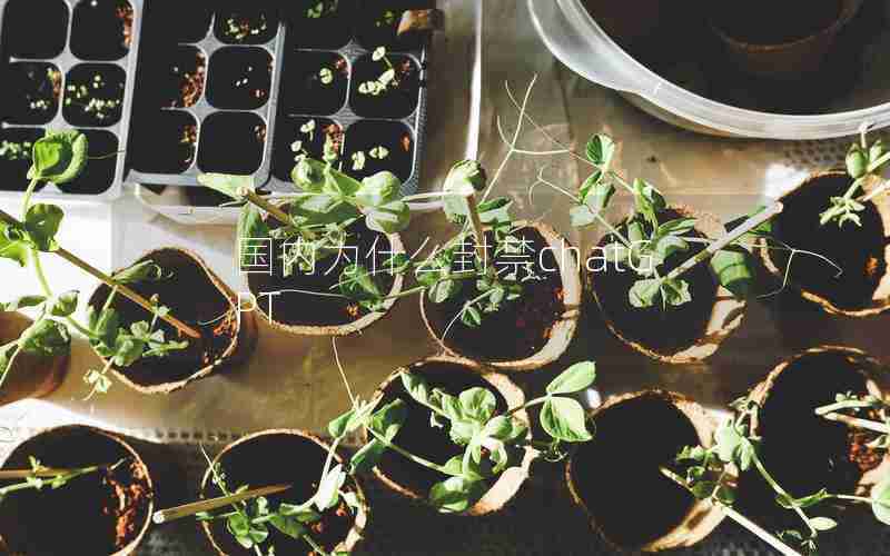 国内为什么封禁chatGPT 国内为什么封禁chatGPT