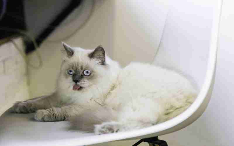 ChatGPT的中文处理能力如何 ChatGPT的中文处理能力如何