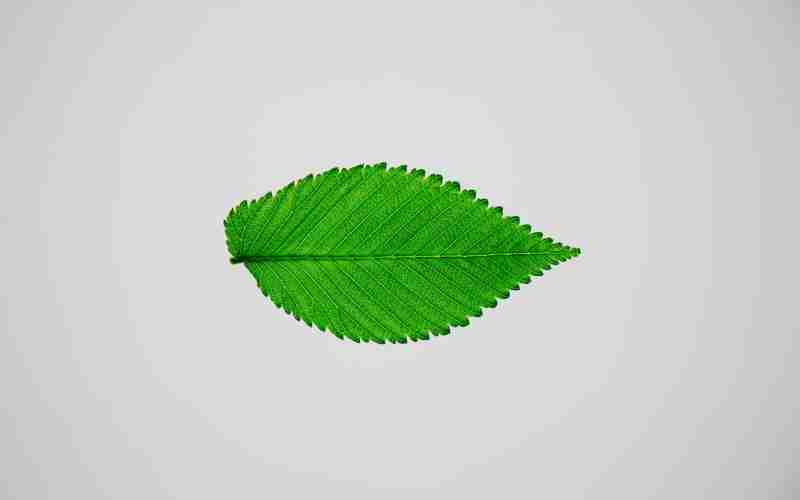 如何在ChatGPT安卓版上使用翻译功能 如何在ChatGPT安卓版上使用翻译功能