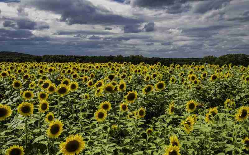 ChatGPT如何促进终身学习的普及与发展