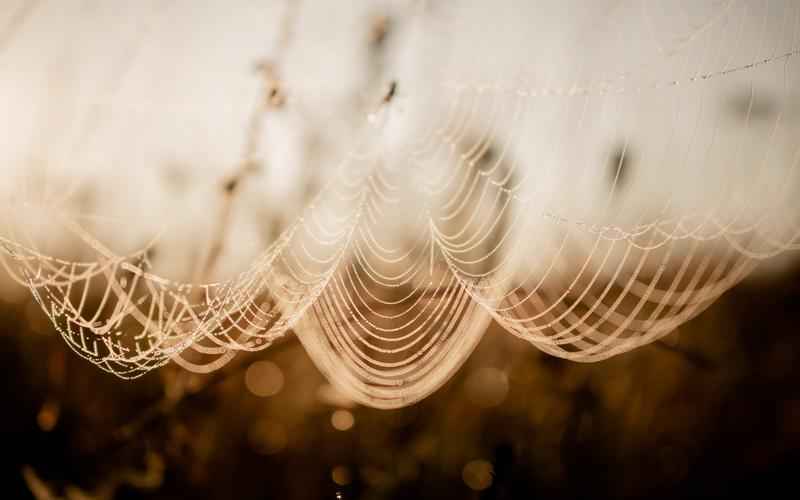 ChatGPT 联网全秘籍，畅连网络无阻碍