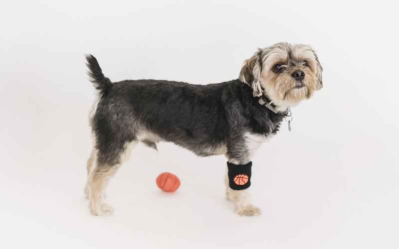 ChatGPT进化新篇章,探索无限可能 ChatGPT进化新篇章,探索无限可能