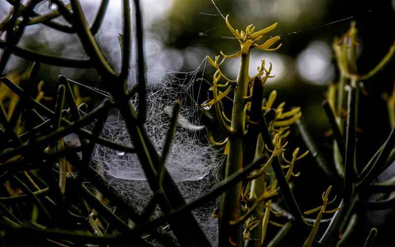 ChatGPT的崛起与演进:从概念到革新 ChatGPT的崛起与演进:从概念到革新