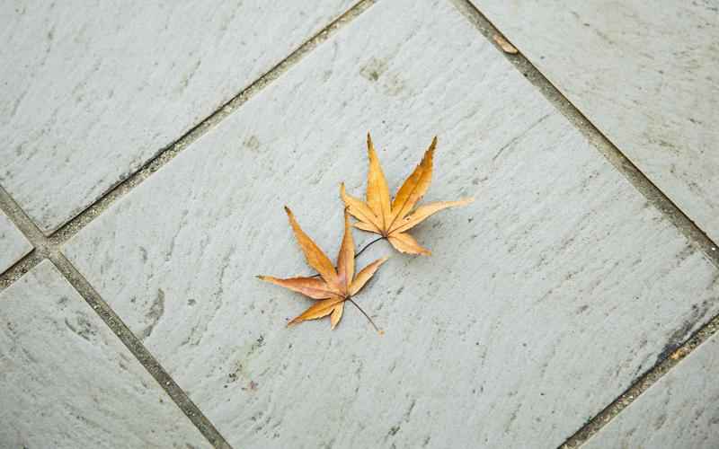 硅谷传奇：ChatGPT创始人辍学路天才辍学，缔造科技新篇章