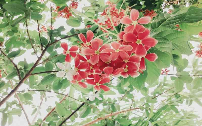 ChatGPT中文激活码秘籍解锁人工智能无限可能 ChatGPT中文激活码秘籍解锁人工智能无限可能