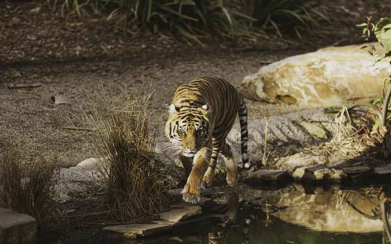 ChatGPT话没说完怎么办？逐行引导，完美对答