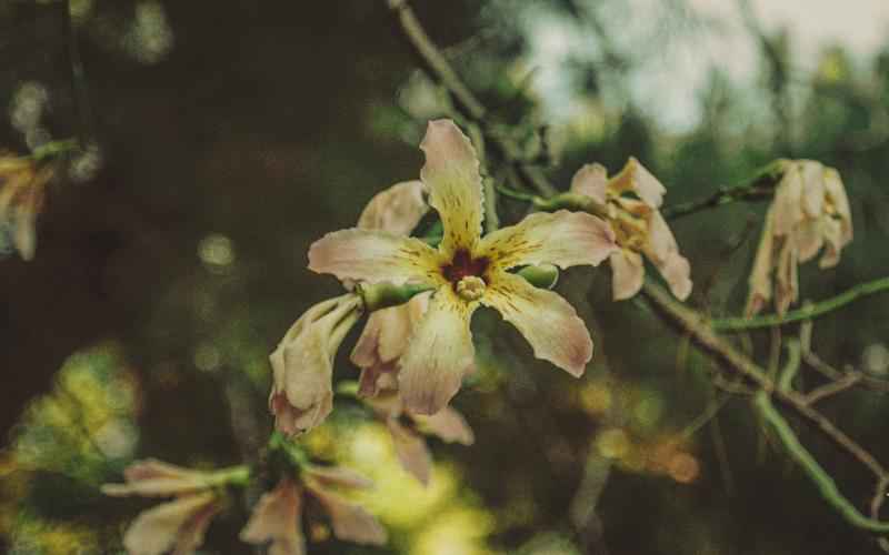 ChatGPT:百变代码助手AI编程:高效便捷之选 ChatGPT:百变代码助手AI编程:高效便捷之选