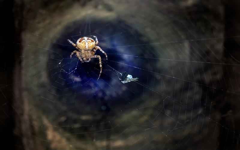 ChatGPT赋能PPT创作专业软件，高效呈现