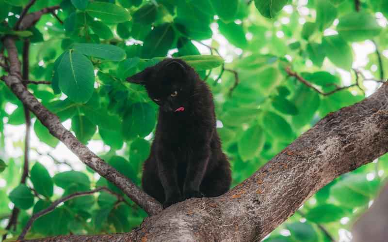 ChatGPT画作：数字艺术的新维度AI之笔，赋彩世界