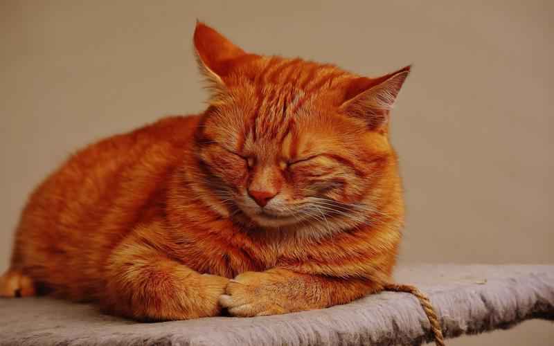 ChatGPT智绘电路图,高效便捷AI赋能电路设计,指尖绘图 ChatGPT智绘电路图,高效便捷AI赋能电路设计,指尖绘图