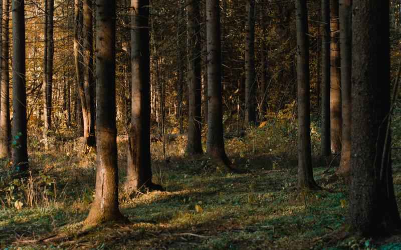 ChatGPT文献综述助手学术查阅利器