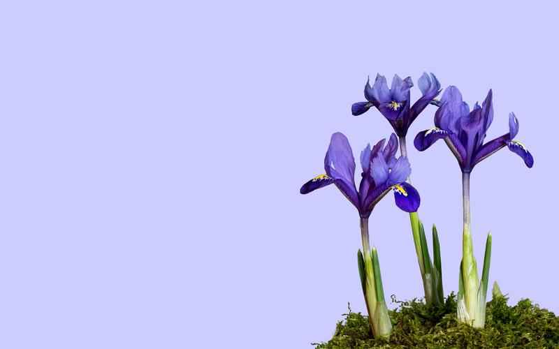 ChatGPT中国可否使用?人工智能新时代的中国之问 ChatGPT中国可否使用?人工智能新时代的中国之问