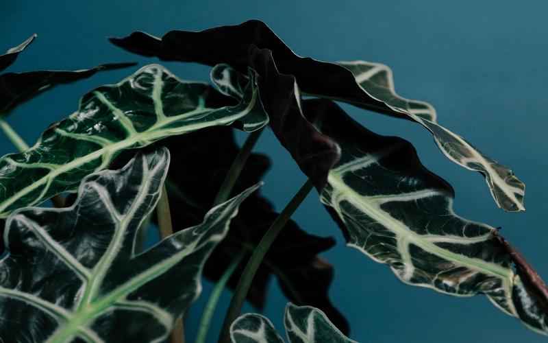 ChatGPT对谷歌的影响:挑战霸主地位AI革新搜索引擎格局 ChatGPT对谷歌的影响:挑战霸主地位AI革新搜索引擎格局